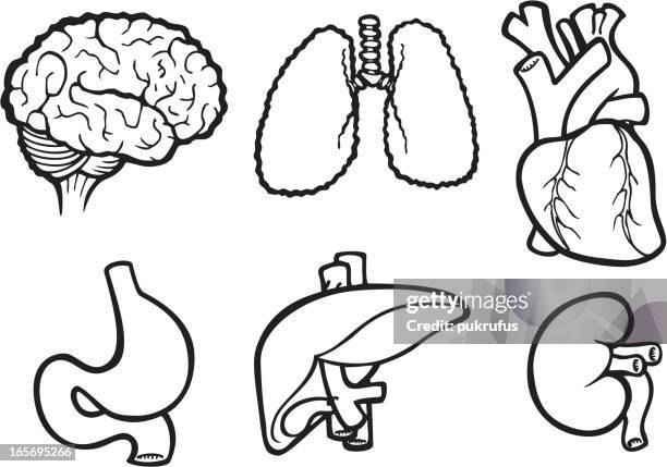 Внутренние органы человека раскраска для детей распечатать 134 Cartoon Kidney Stock Photos, High-Res Pictures, and Images - Getty Images