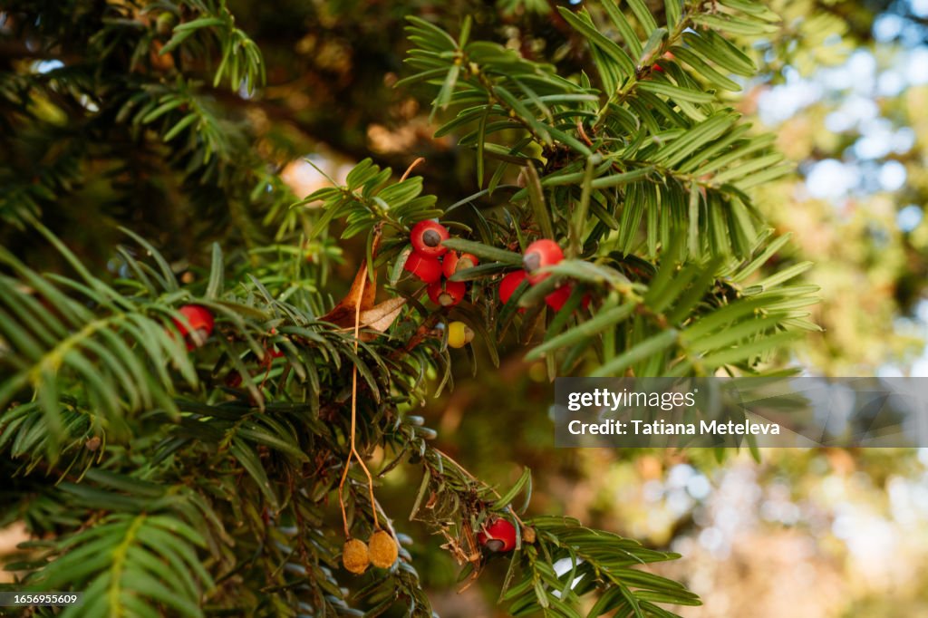 Yew tree twigs with red and yellow berries. Close up, focus on foreground