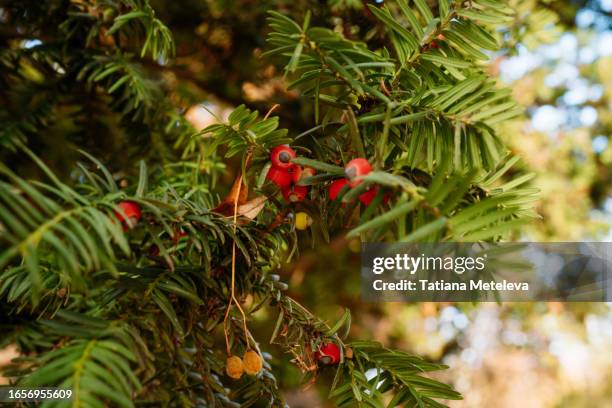 yew tree twigs with red and yellow berries. close up, focus on foreground - berry stock pictures, royalty-free photos & images