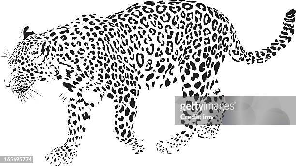 ilustraciones, imágenes clip art, dibujos animados e iconos de stock de leopardo ilustración (panthera pardus) - piel leopardo