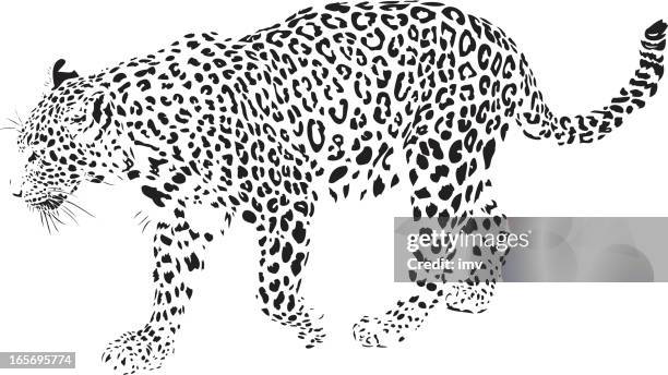 leopard illustration (panthera pardus) - animal whisker stock illustrations