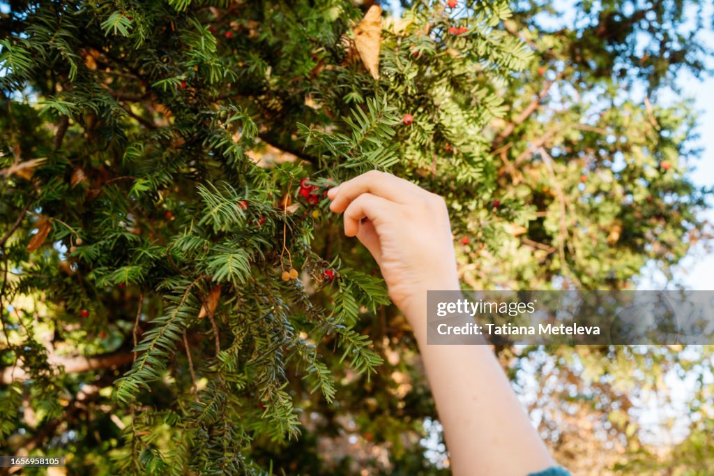 Picking yew berries from twigs. Cropped child hand taking red berries from the twig. Yew plant berries in autumn forest