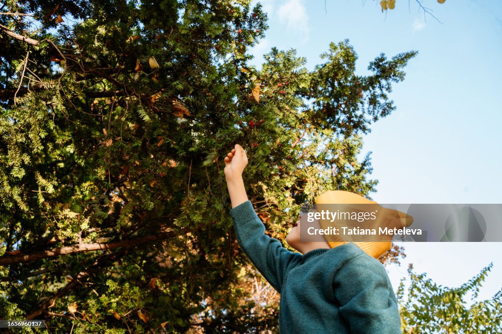 Little boy in yellow hat picking up berries from yew пекуу against blue sky in autumn