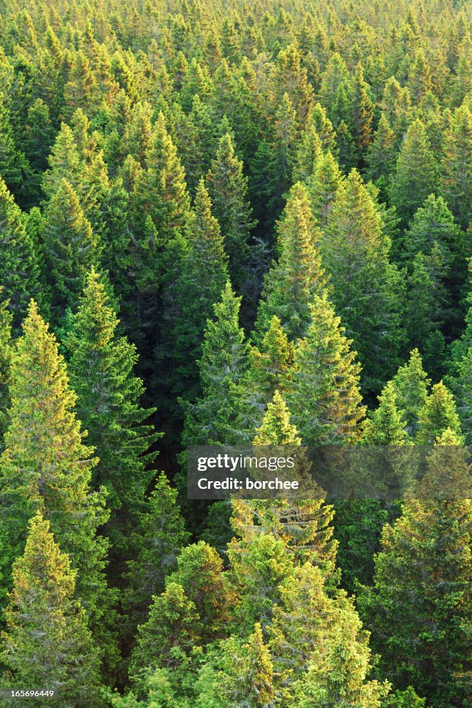 Bosque de pinos