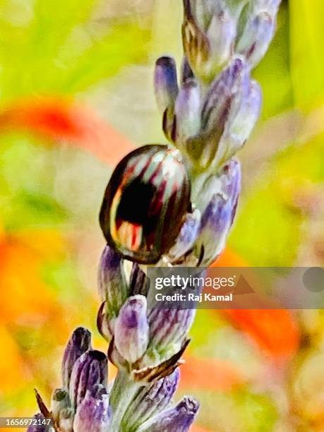 rosemary beetle (chrysolina americana) clinging to stem of lavender in close up. - chrysolina stock pictures, royalty-free photos & images