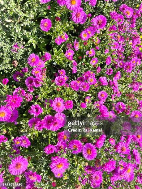 new york aster (symphyotrichum novi-belgii) - also known as michaelmas daisy - in bloom and close up. - aster novi belgii stock pictures, royalty-free photos & images