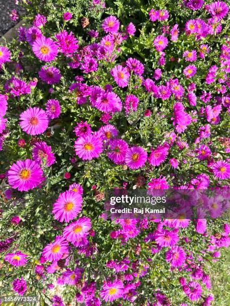new york aster (symphyotrichum novi-belgii) - also known as michaelmas daisy - in bloom and close up. - aster novi belgii stock pictures, royalty-free photos & images