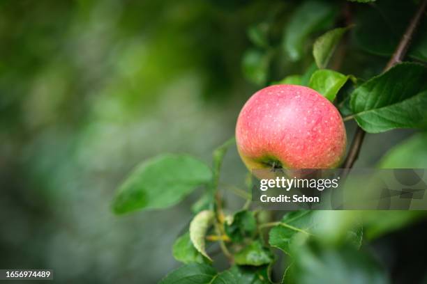 close-up of an apple growing on tree - pommier photos et images de collection