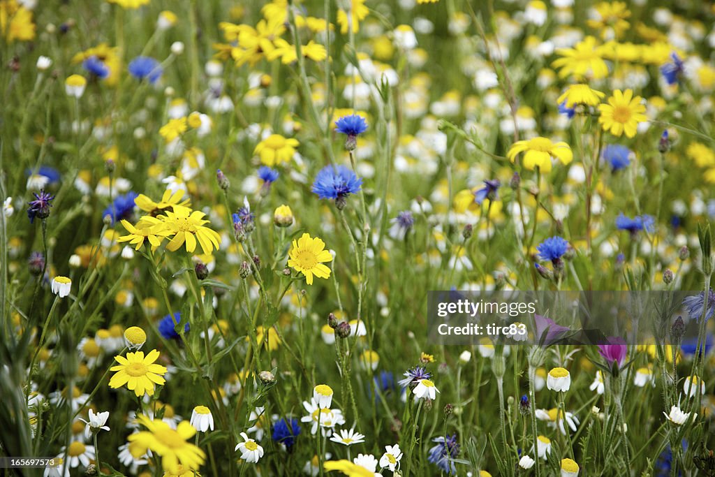 Summer meadow of british wildflowers