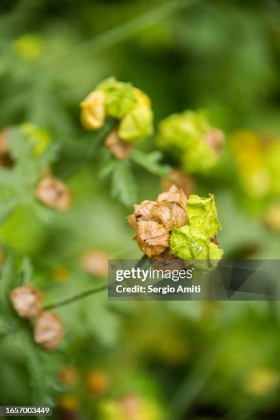 musk mullow - hibiscus abelmoschus stock pictures, royalty-free photos & images
