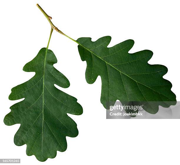 oak leaf isolated on white with clipping path - oak leaf stock pictures, royalty-free photos & images