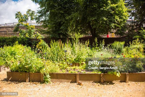 flower and plant beds in botanical garden - kruidentuin stockfoto's en -beelden