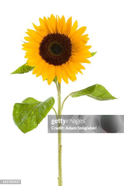 wet sunflower - sun flower stockfoto's en -beelden