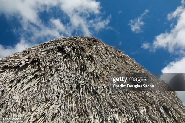 close-up hanging palms from a thatched hut in the caribbean - trópico de câncer - fotografias e filmes do acervo