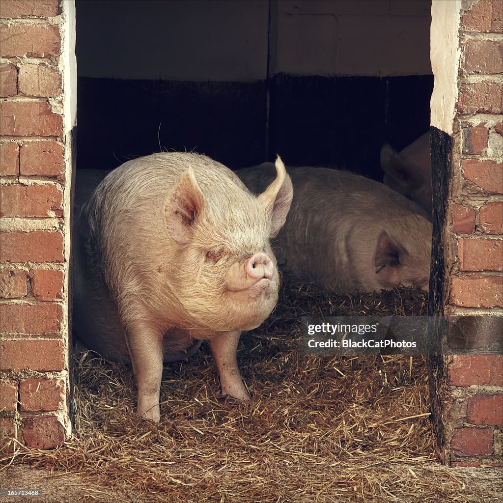 Miss piggy