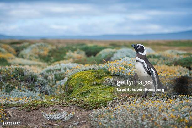 magellanic penguin in patagonia, chile - magellan penguin stock pictures, royalty-free photos & images