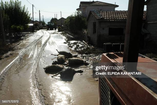 Number of sheep laying dead after they drowned as a result of the storm Daniel, in Agia Triada, Trikala, Greece on September 10, 2023