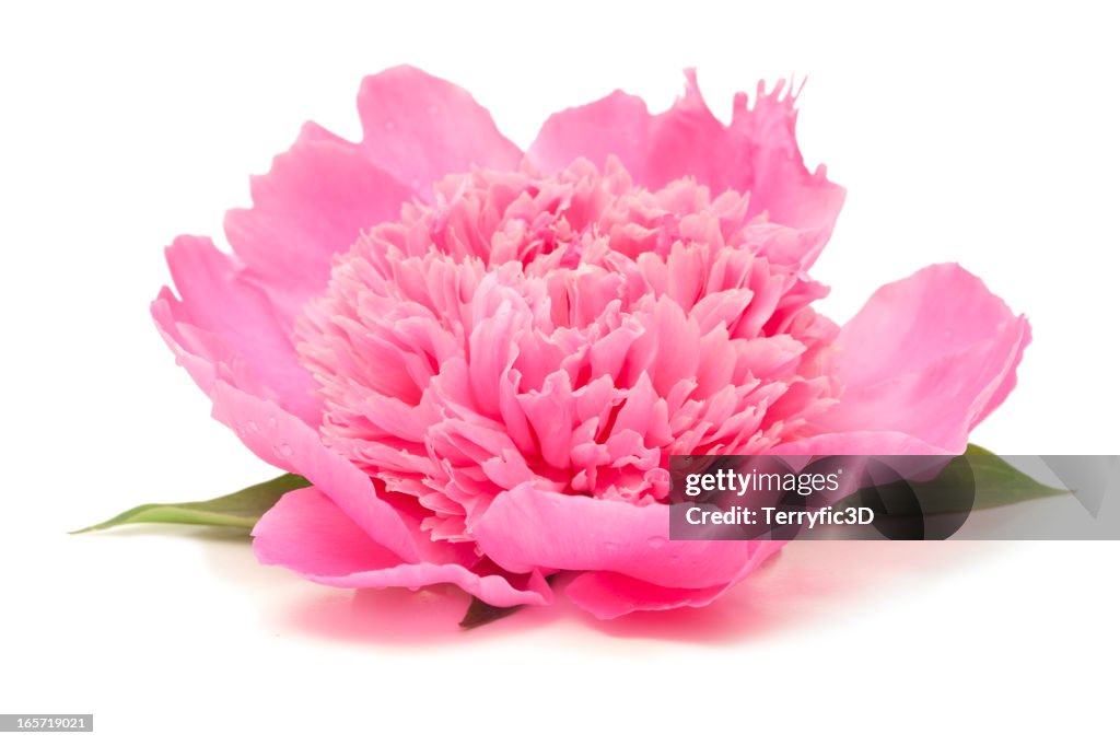 Side View of Pink Peony Flower Isolated on White