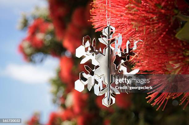 new zealand: christmas in summer - pohutukawa flower stockfoto's en -beelden