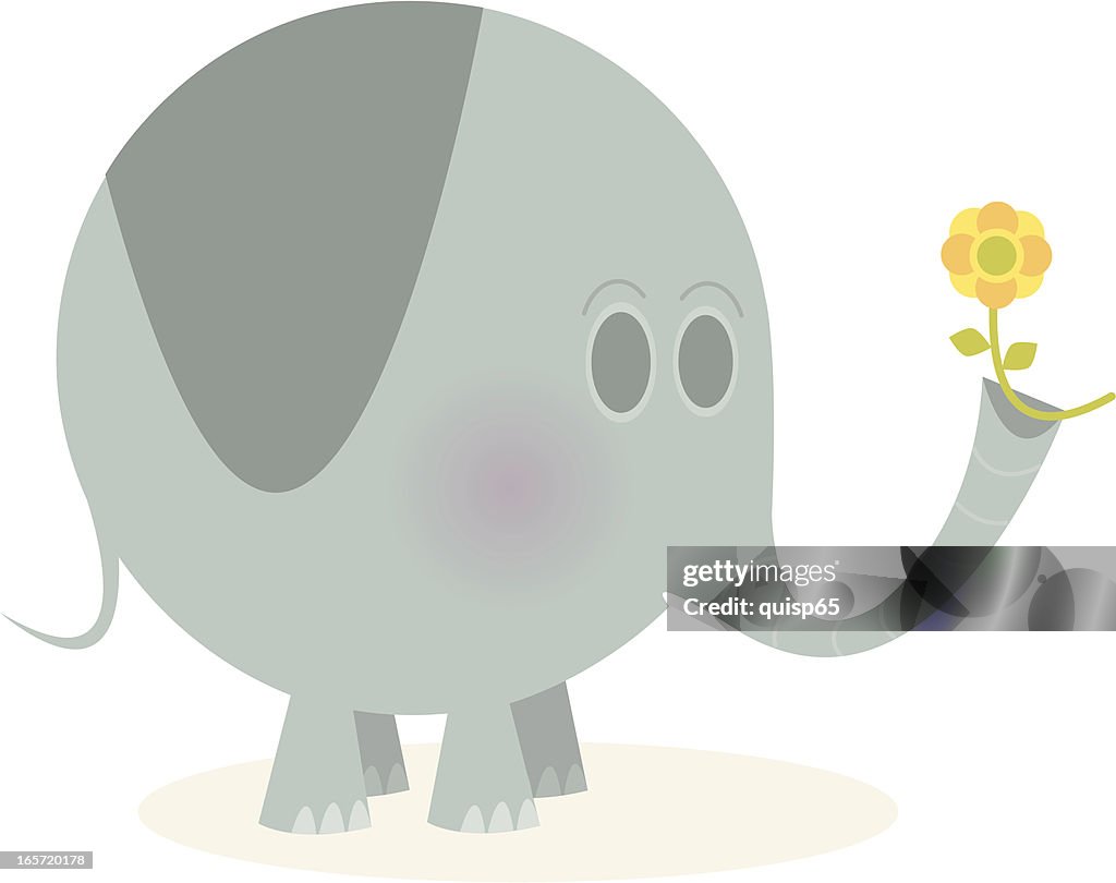 Baby elefante