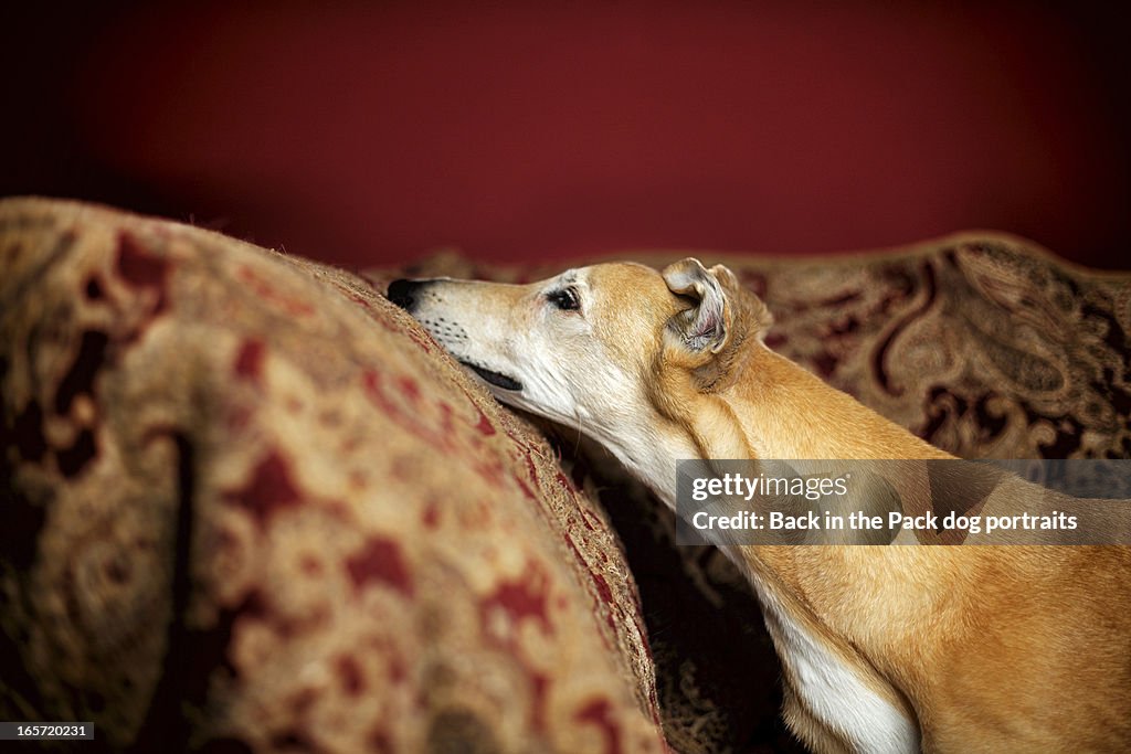 Greyhound resting with head up on red chair