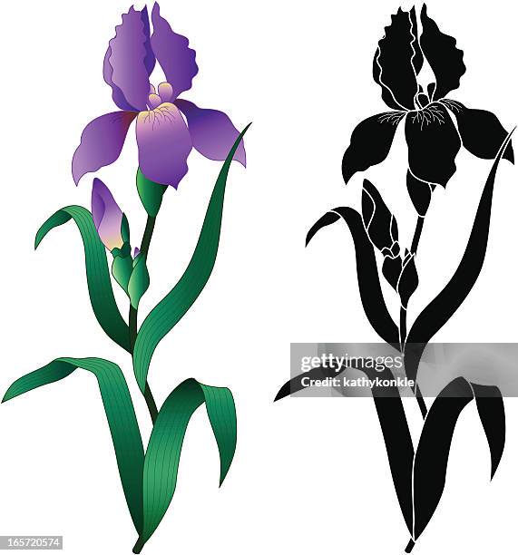 iris flower - iris stock illustrations