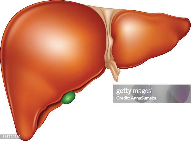 stockillustraties, clipart, cartoons en iconen met human liver - liver