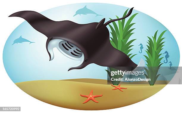 63 Ilustraciones de Mantarraya - Getty Images 63 Ilustraciones de Mantarraya - Getty Images