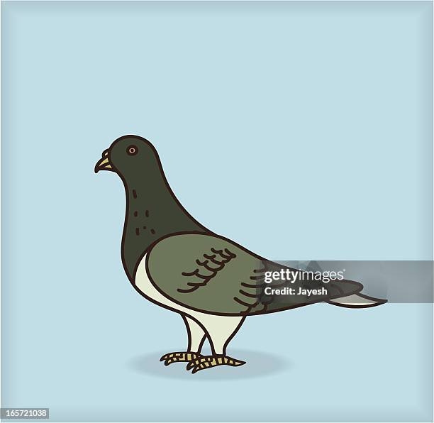 pigeon - pigeon vector stock illustrations