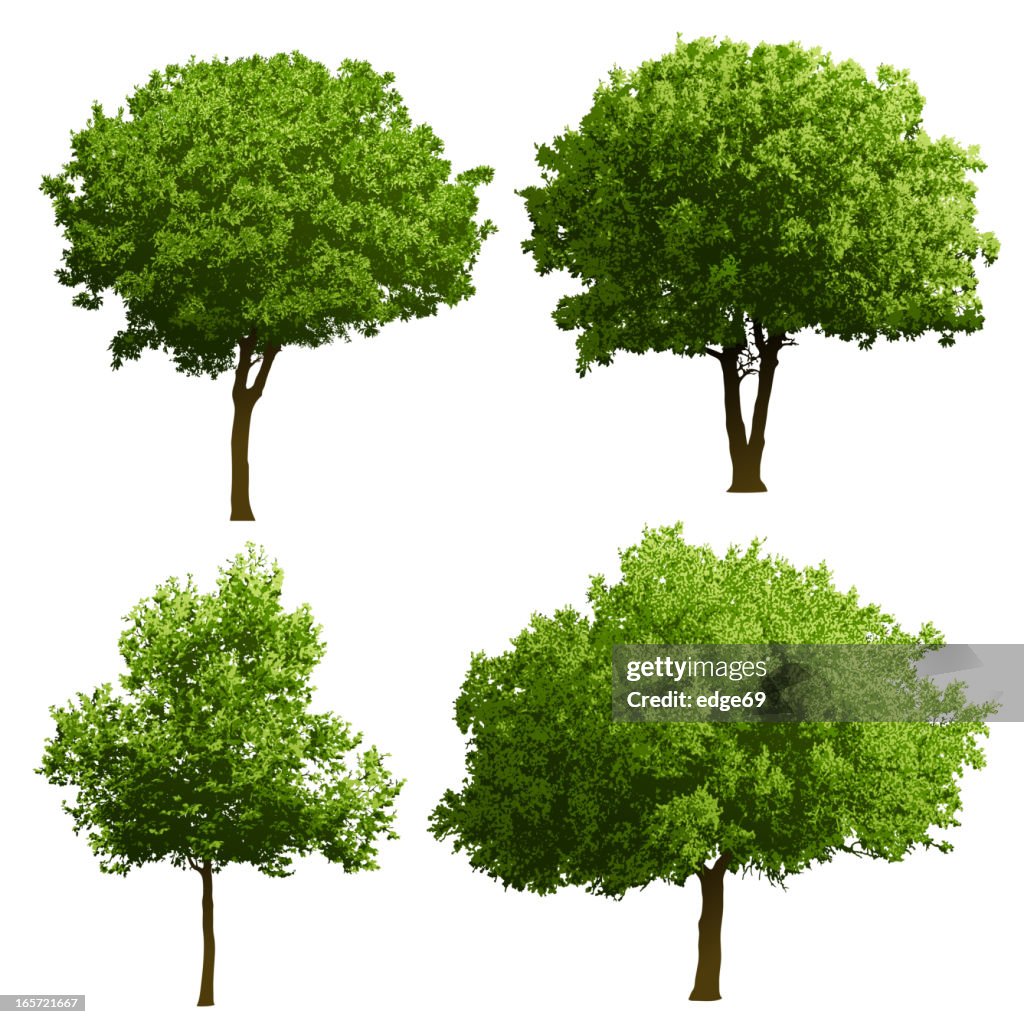 Tree Illustrations