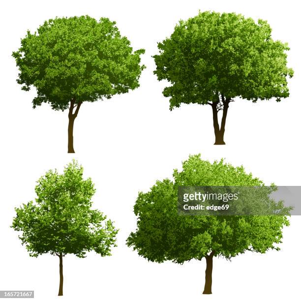 tree illustrations - tree stock illustrations