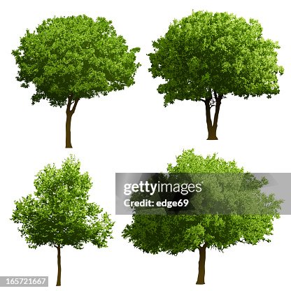Tree Illustrations Tree Illustrations