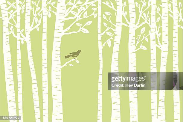 bildbanksillustrationer, clip art samt tecknat material och ikoner med bird perch (green) - birch tree