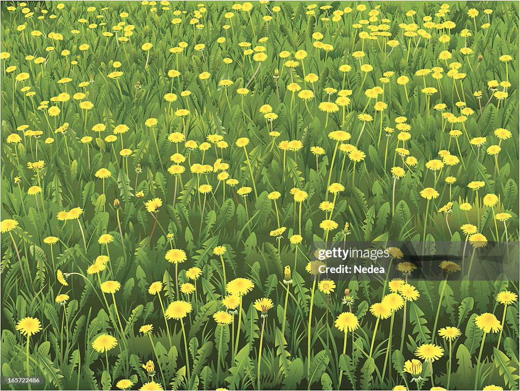 Dandelion meadow