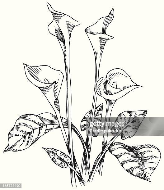 stockillustraties, clipart, cartoons en iconen met calla lilies in black and white - aronskelk