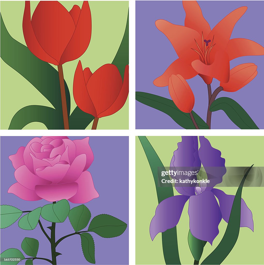 Garden flowers tulip lily rose iris