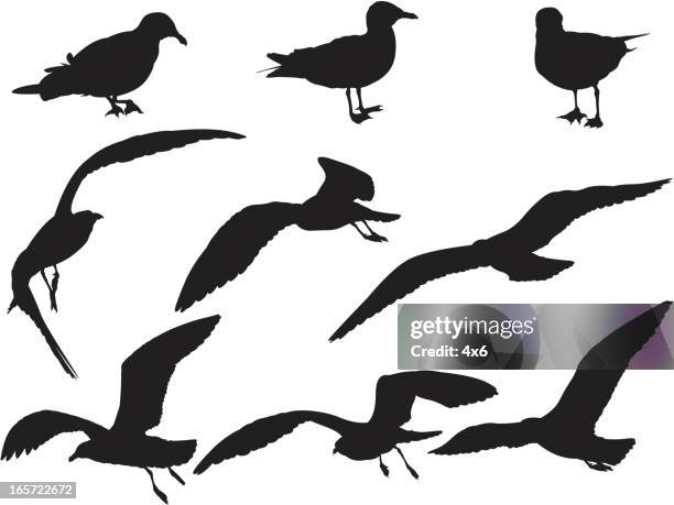 close-up of seabirds - petrel stock illustrations