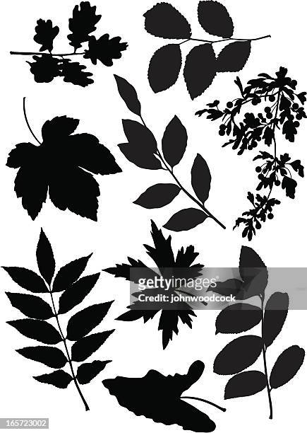 leaves - hawthorn stock illustrations