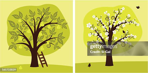 pear tree - pear tree stock illustrations