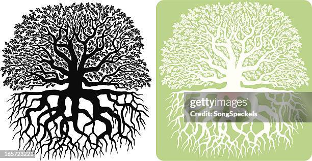 illustrazioni stock, clip art, cartoni animati e icone di tendenza di albero di quercia silhouette - radice