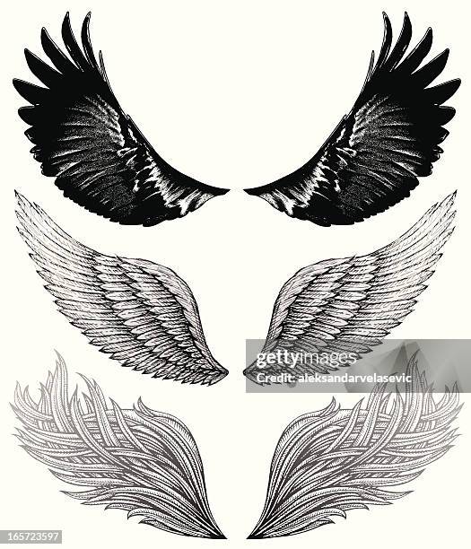 wing drawings - animal wing stock illustrations