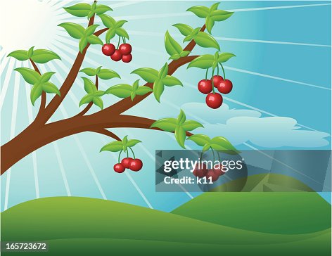 Cherry tree branch Cherry tree branch