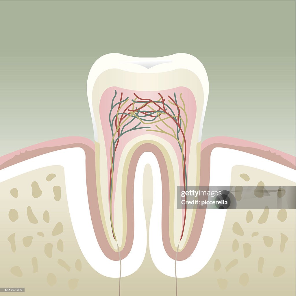A cross section of a molar tooth