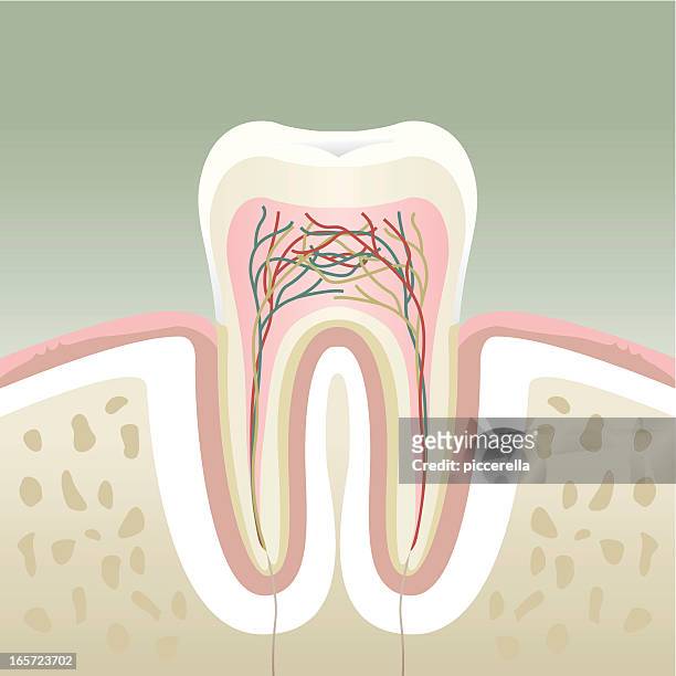 a cross section of a molar tooth - teeth stock illustrations