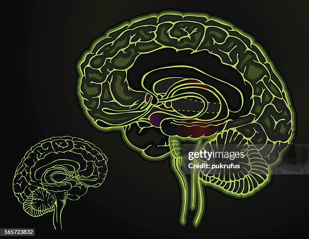 illustrazioni stock, clip art, cartoni animati e icone di tendenza di cervello-scuro - diencephalon