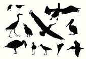 Various Birds Vector Silhouette
