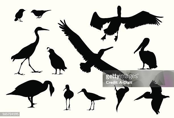 various birds vector silhouette - pelican stock illustrations
