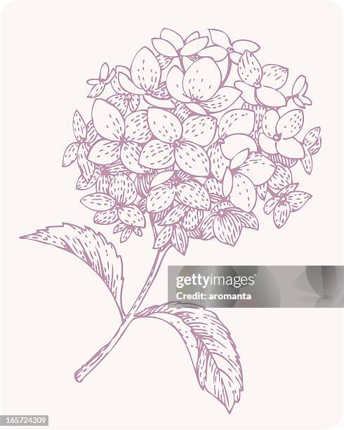 kleine filiale der hydrangea - hortensie stock-grafiken, -clipart, -cartoons und -symbole