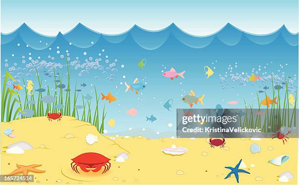 sea life - meeresboden stock-grafiken, -clipart, -cartoons und -symbole