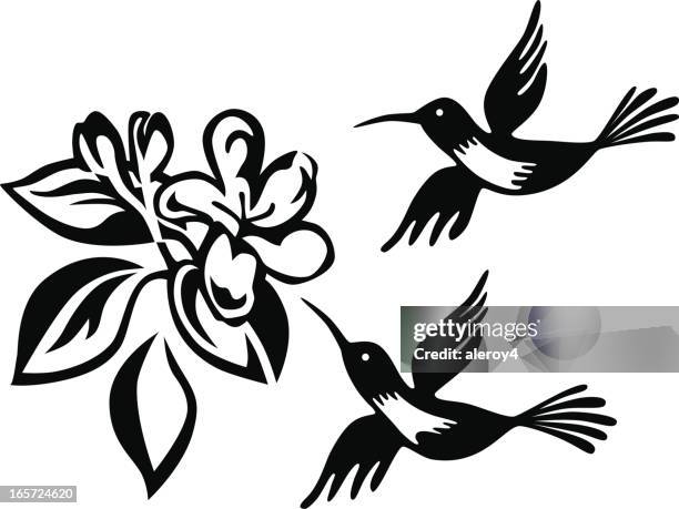 humming birds and honeysuckle - honeysuckle stock illustrations